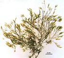 Carpomitra costata var. mediterranea2
